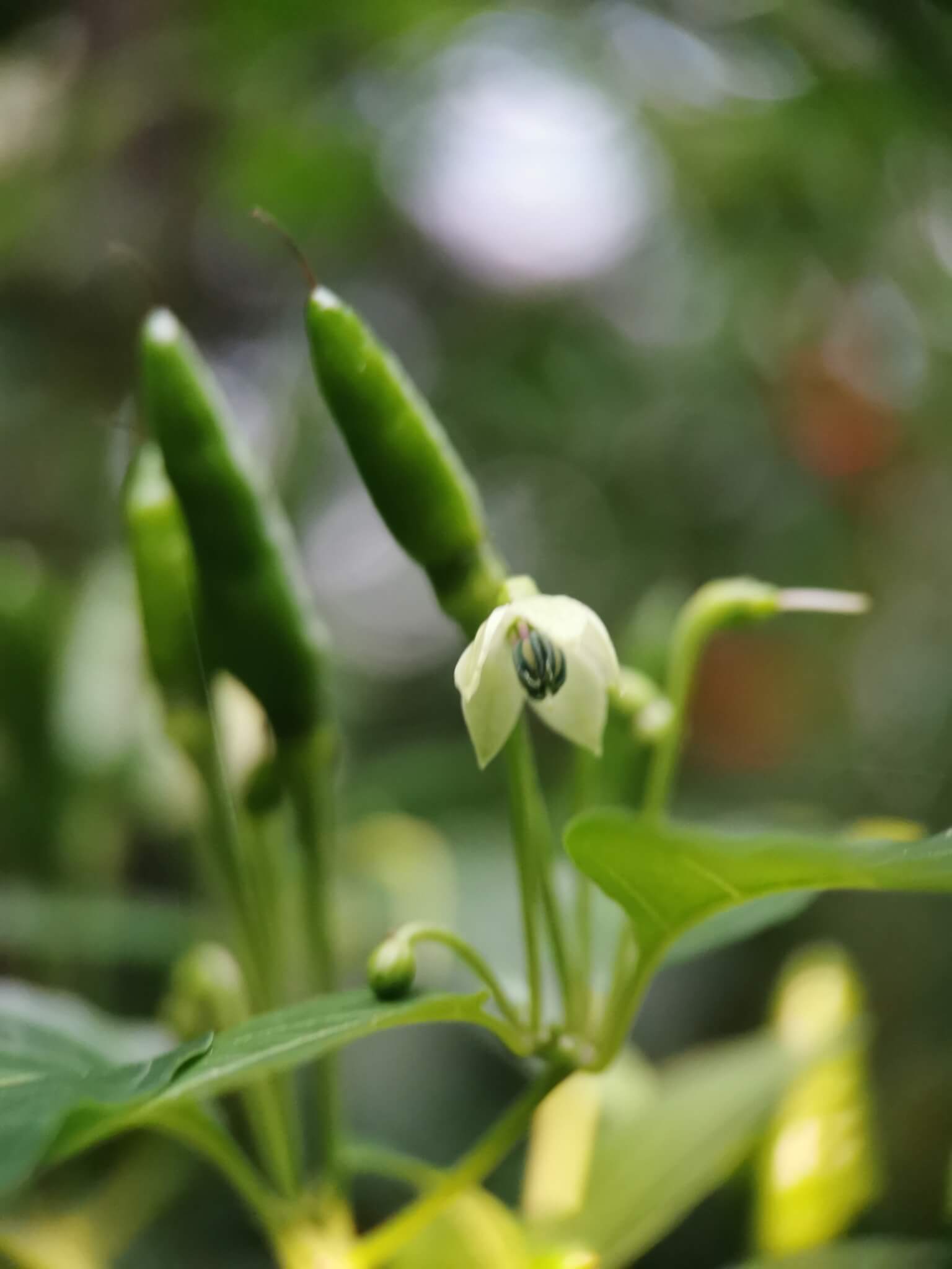 Capsicum annuum cv. 'Criollo'